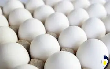 قیمت تخم مرغ دو زرده شد 