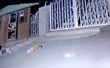 حمله غافلگیرکننده پلنگ به سگ نگهبان 