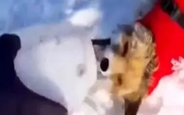 نجات روباهی که قربانی خودخواهی مردم شده بود + فیلم 