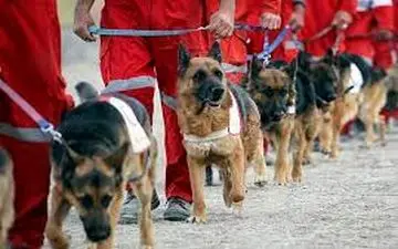  اعزام ۶ تیم سگ‌های زنده‌یاب به ورزقان 