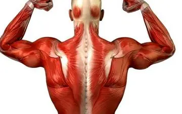 آشنایی با 6 ماهیچه مهم بدن!