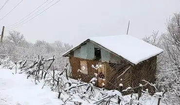  هواشناسی ایران ۹۸/۱۱/۷|آغاز بارش برف و باران از روز جمعه