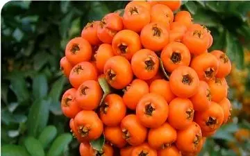 ​اگر قلب تان را دوست دارید این میوه ریز نقش را زیاد بخورید