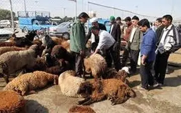 تب کریمه کنگو در کمین کردستانی‌ها