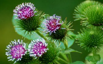  با گیاه بابا آدم خون را تصفیه کنید

