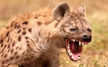 ویدیو/ دوستی خطرناک انسان با کفتار 