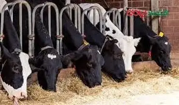  ممنوعیت جدید در بازار آزاد اعلام شد + جزئیات 