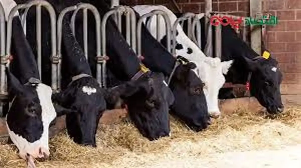  ممنوعیت جدید در بازار آزاد اعلام شد + جزئیات 