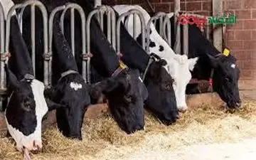  ممنوعیت جدید در بازار آزاد اعلام شد + جزئیات 