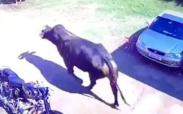 خسارت دیدن یک خودرو در شاخ به شاخ شدن گاوها