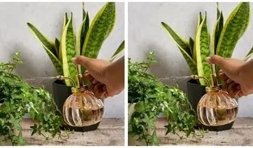 دارچین؛ معجزه رشد گیاهان آپارتمانی