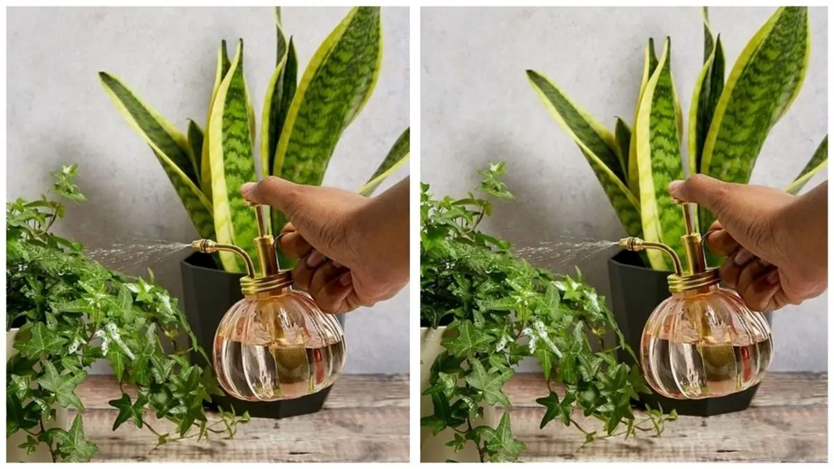 دارچین؛ معجزه رشد گیاهان آپارتمانی