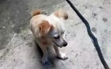 مرگ وحشتناک سگ وفادار برای نجات جان صاحبش + عکس