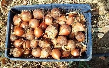  تعطیلی میادین میوه و تره بار پیاز را ۱۰ هزار تومان کرد