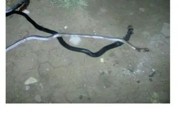 پیدا شدن مار در چادر زلزله زدگان کرمانشاه + عکس