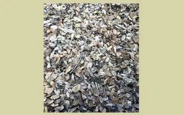 تنها یک نگاه تیزبین می‌تواند در تست قدرت بینایی قورباغه را پیدا کند!