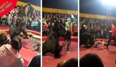 لحظه وحشتناک حمله خرس به مربی سیرک