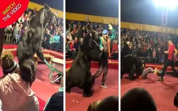 لحظه وحشتناک حمله خرس به مربی سیرک