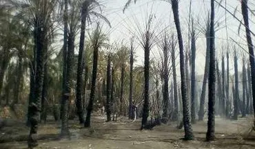 آتش در نخلستان های اسپکه نیکشهر سیستان و بلوچستان مهارشد