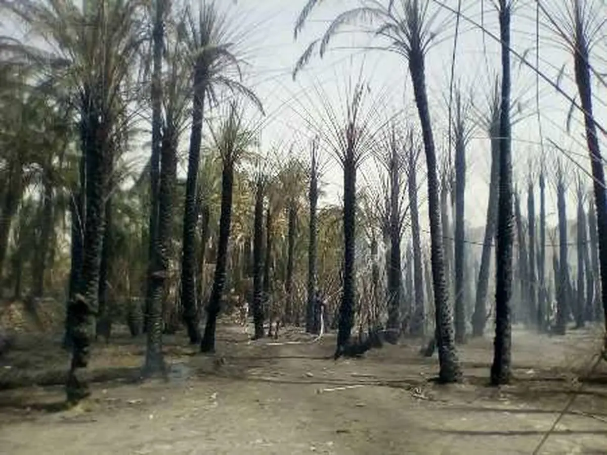 آتش در نخلستان های اسپکه نیکشهر سیستان و بلوچستان مهارشد