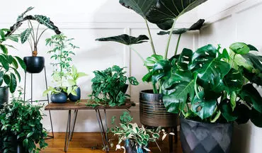 ۶ گیاه آپارتمانی با برگ‌های پهن که زیبایی خاصی به فضای منزلتان می‌دهند!