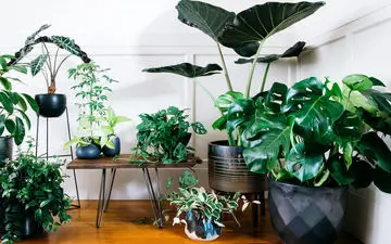 ۶ گیاه آپارتمانی با برگ‌های پهن که زیبایی خاصی به فضای منزلتان می‌دهند!