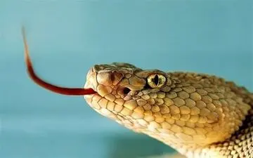 صید مار سمی در بازار آهنگران +تصاویر 