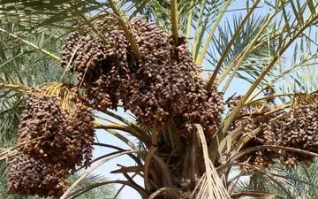 ۸۵ هزار تن محصول خرمای کرمان بر اثر خشکیدگی خوشه خرما از بین رفت
