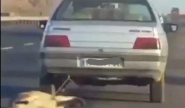 شکنجه بی‌رحمانه سگ زبان بسته توسط راننده خودروی سواری +فیلم 
