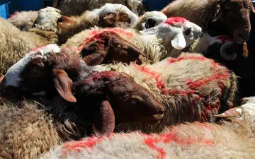 عرضه بهداشتی دام در روزهای عرفه و عید سعید قربان در 25جایگاه ثابت و موقت