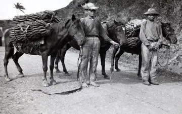  کارگران حمل موز در پورتوریکوی قدیم 