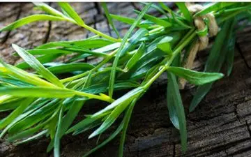 این سبزی معطر ضد دندان درد است!

