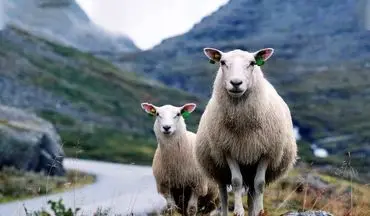 تصاویری شگفت‌انگیز از گوسفندی که عاشق چای با قند است + ویدئو