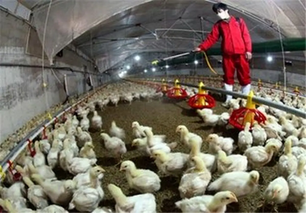  تکذیب شیوع آنفلوانزای پرندگان در واحدهای مرغ گوشتی