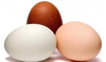 تخم مرغ قهوه ای بهتر است یا سفید؟! 
