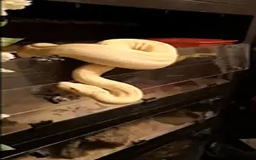 ماری که صاحبش را با غذا اشتباه گرفت+فیلم