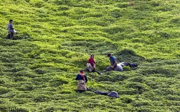 زمرد بهشتی گیلان!