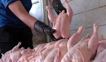 سود بازرگانی واردات مرغ حذف شد