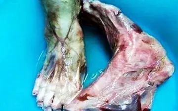 سرو پاهای قطع شده انسان در یک رستوران 