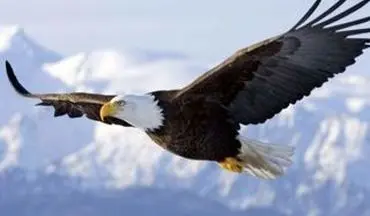 ویدیو| صحنه عجیب پرواز عقاب با کوسه!