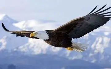 ویدیو| صحنه عجیب پرواز عقاب با کوسه!