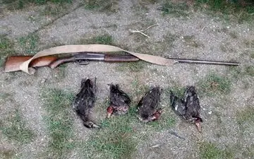 دستگیری سه شکارچی غیرمجاز پرنده در اندیکا