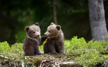  نجات دو توله خرس در شهرستان مرودشت توسط محیط بان فداکار