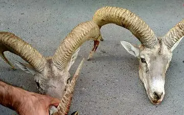 بی‌‎رحم ترین مرد طبس را بشناسید! / عکس