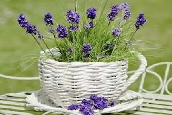 عنکبوت‌ها را با این ۵ گیاه آپارتمانی از خانه خود فراری دهید!