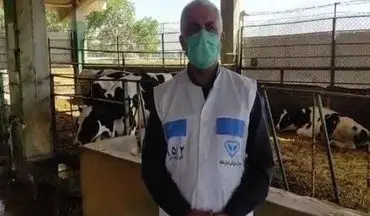 آغاز طرح ایمن سازی جمعیت دام سنگین استان کرمانشاه علیه بیماری تب مالت