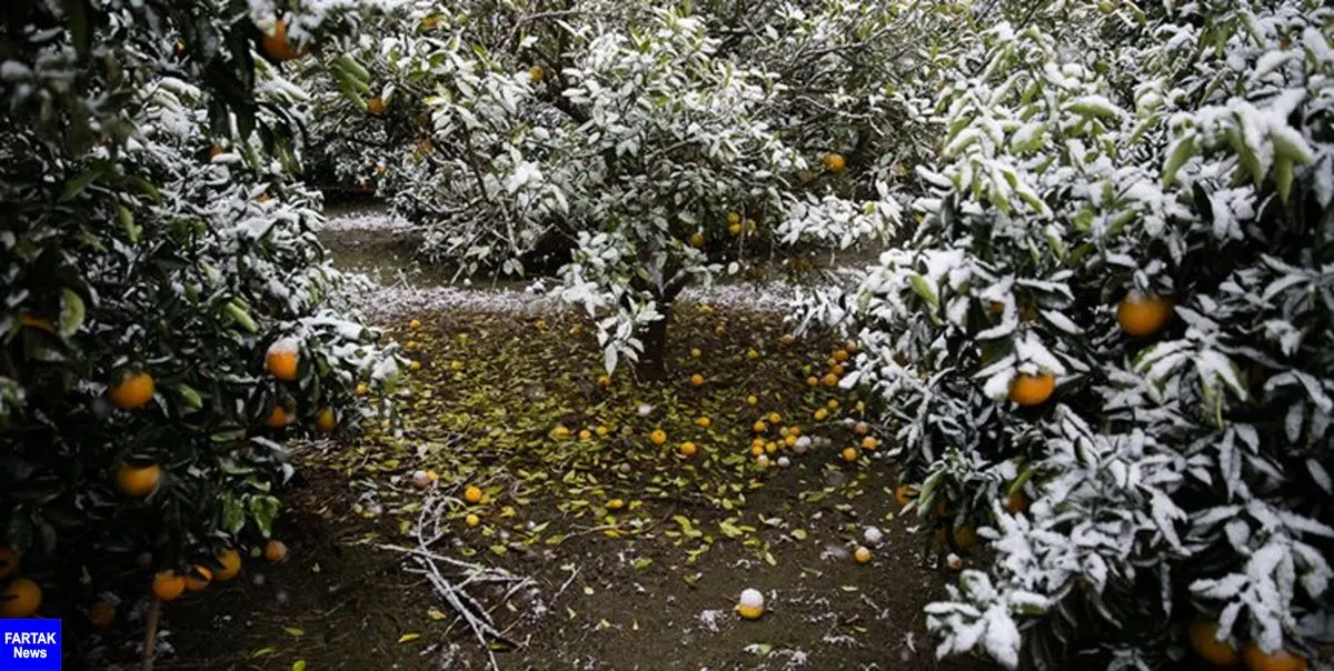 کشاورزان سرمازدگی باغ ها را جدی بگیرند