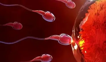 فریز تخمک، اسپرم و جنین؛ راهکار مقابله با ناباروری ناشی از زندگی مدرن/افزایش سن ازدواج، عامل اصلی ناباروری در جامعه امروز است
