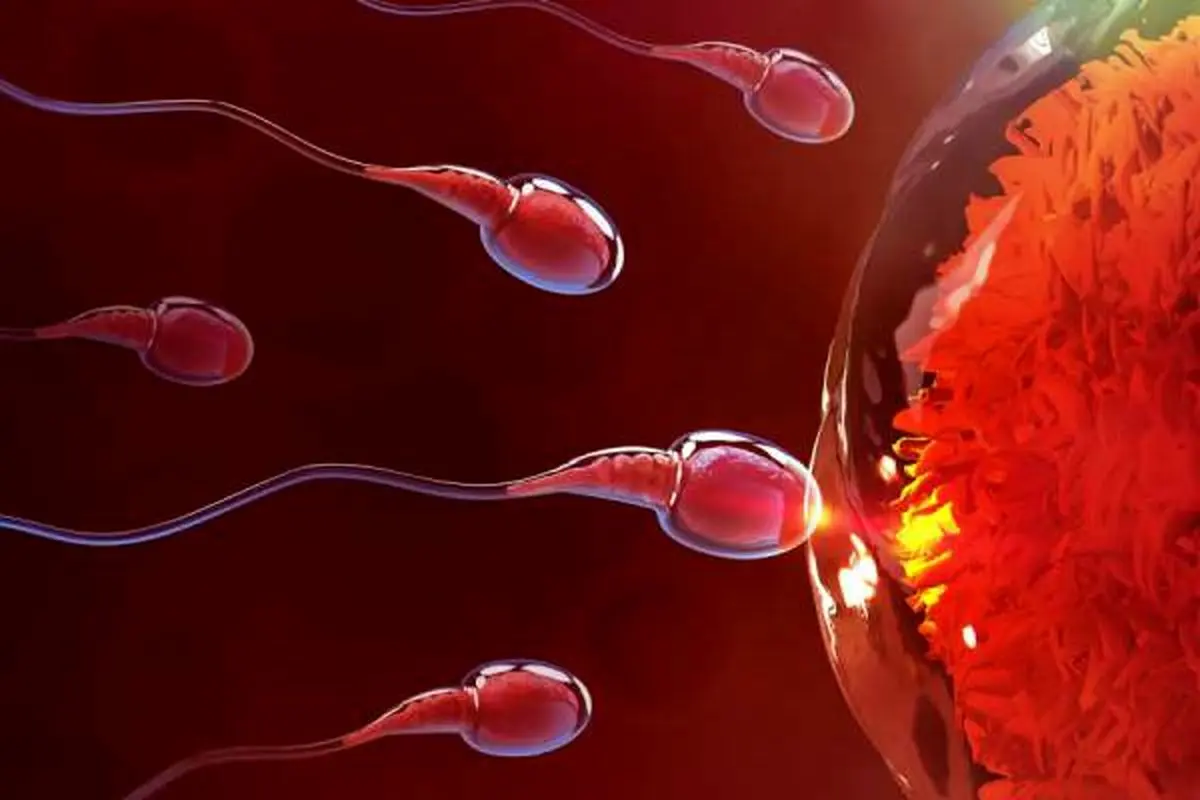 فریز تخمک، اسپرم و جنین؛ راهکار مقابله با ناباروری ناشی از زندگی مدرن/افزایش سن ازدواج، عامل اصلی ناباروری در جامعه امروز است