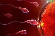 فریز تخمک، اسپرم و جنین؛ راهکار مقابله با ناباروری ناشی از زندگی مدرن/افزایش سن ازدواج، عامل اصلی ناباروری در جامعه امروز است
